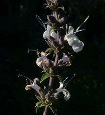 Salvia apiana x melifera Flower